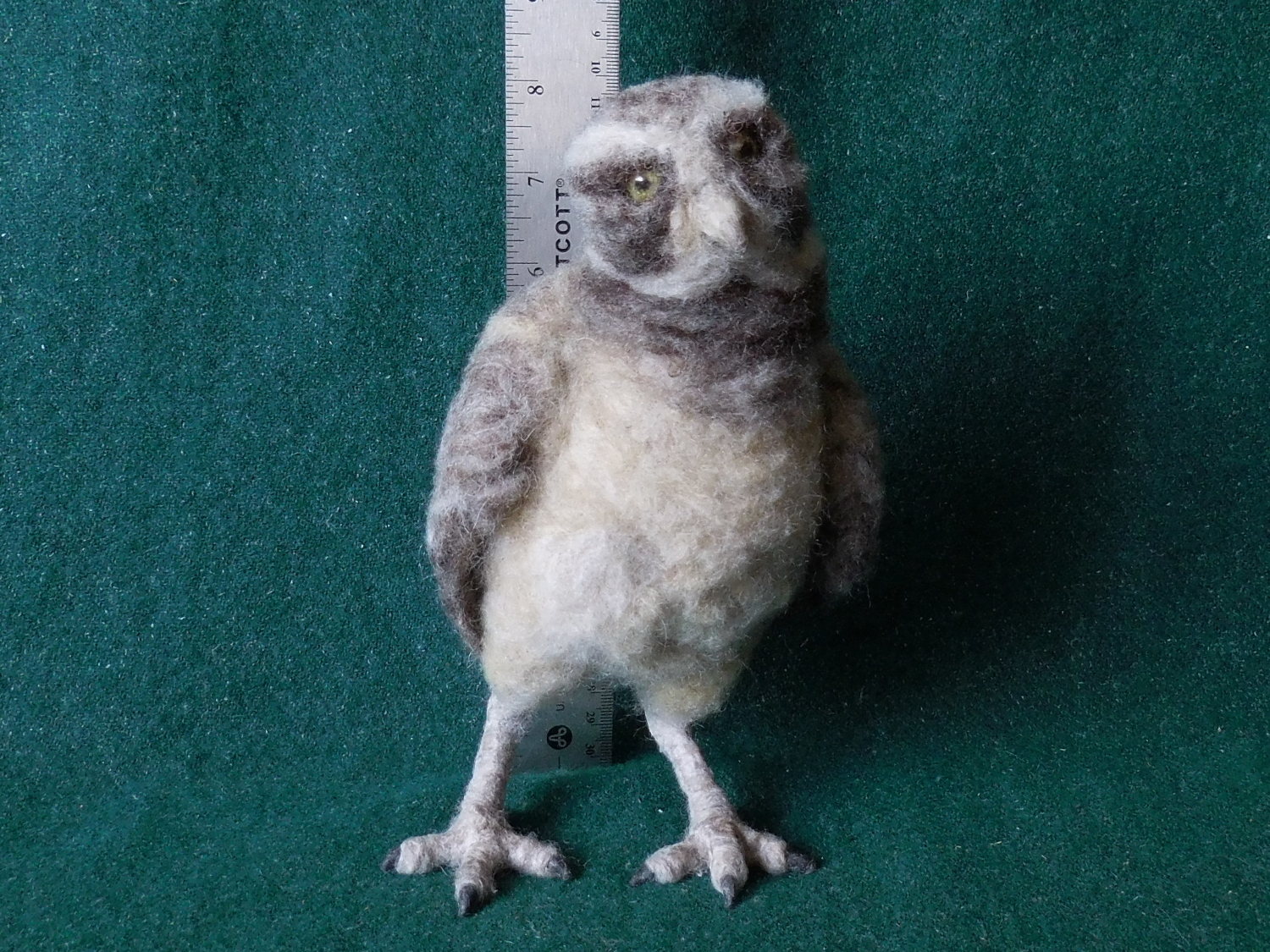 Burrowing Owl
