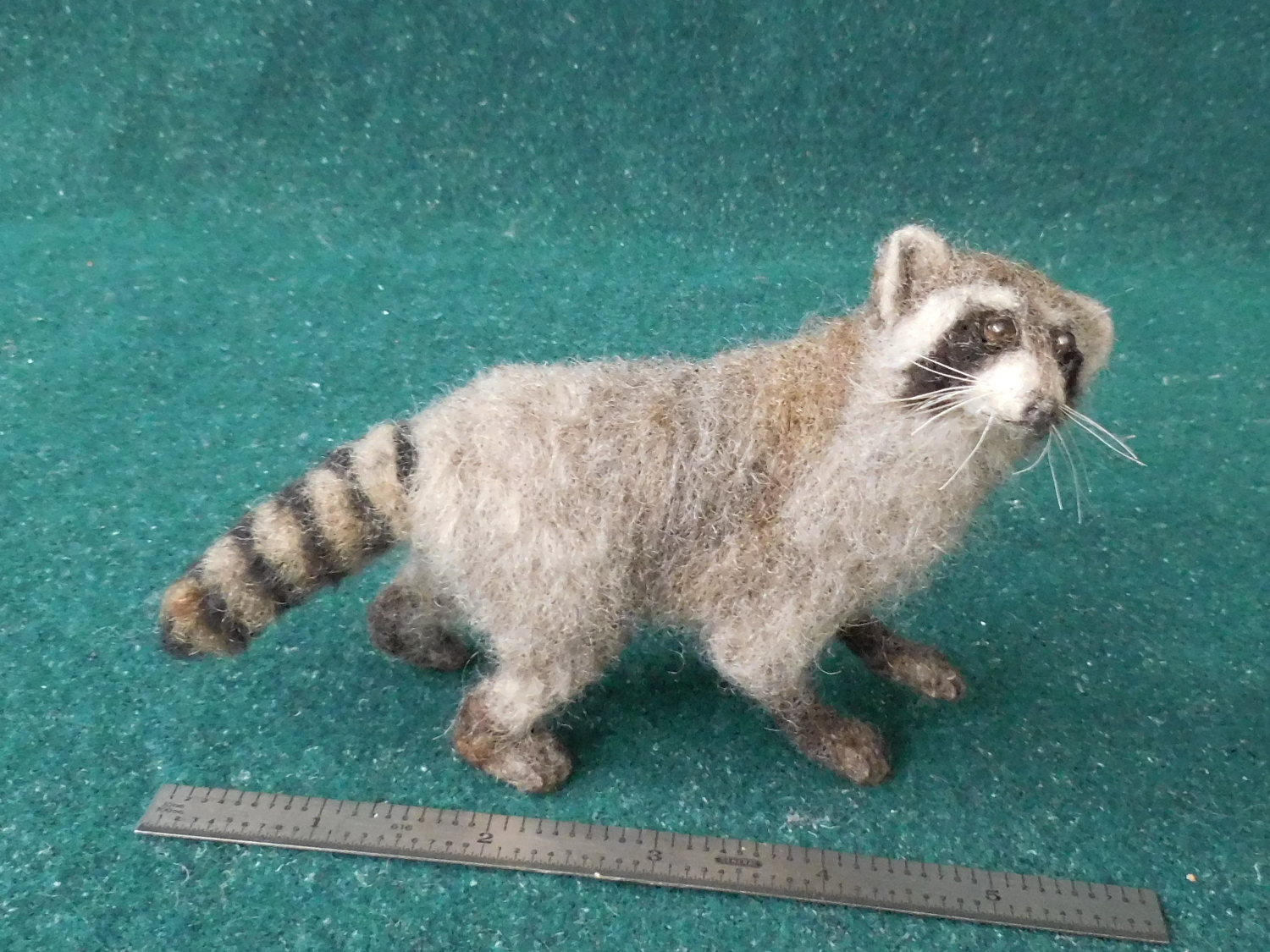 Raccoon 4