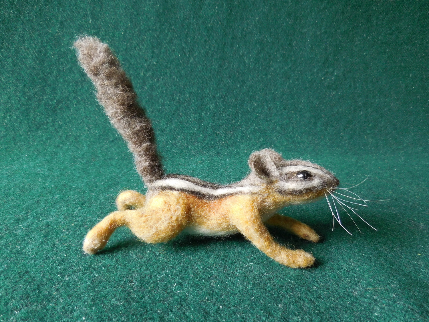 Chipmunk 40
