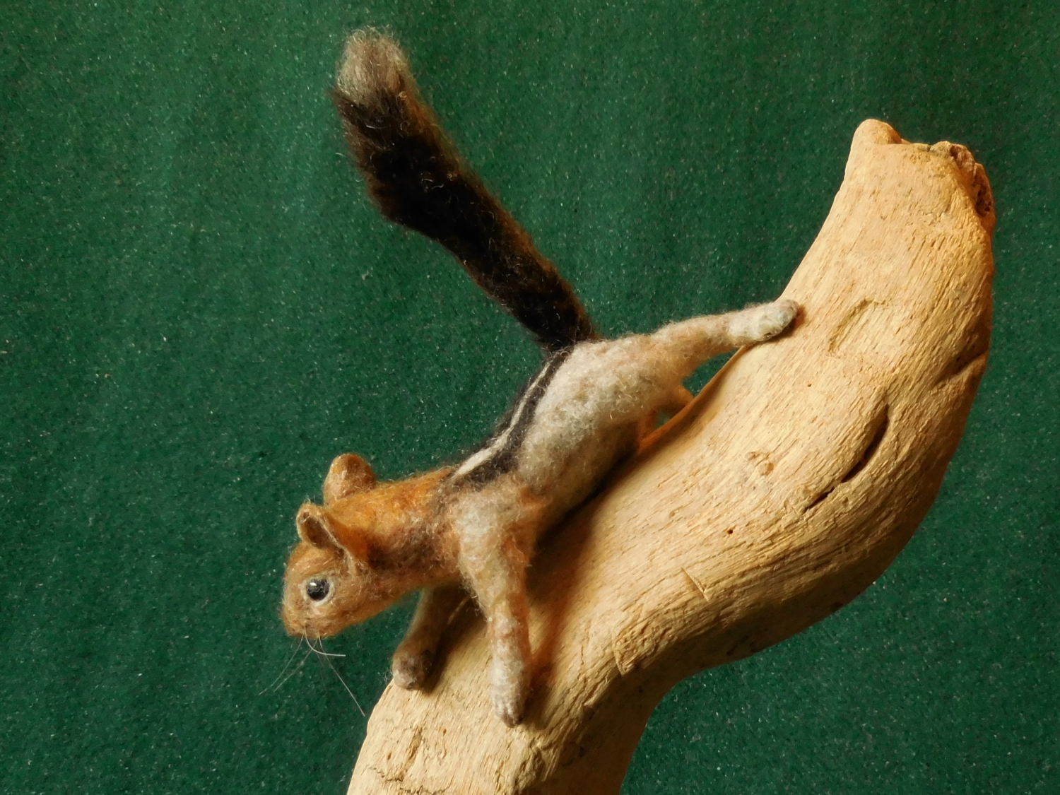 Golden-Mantled Ground Squirrel 5