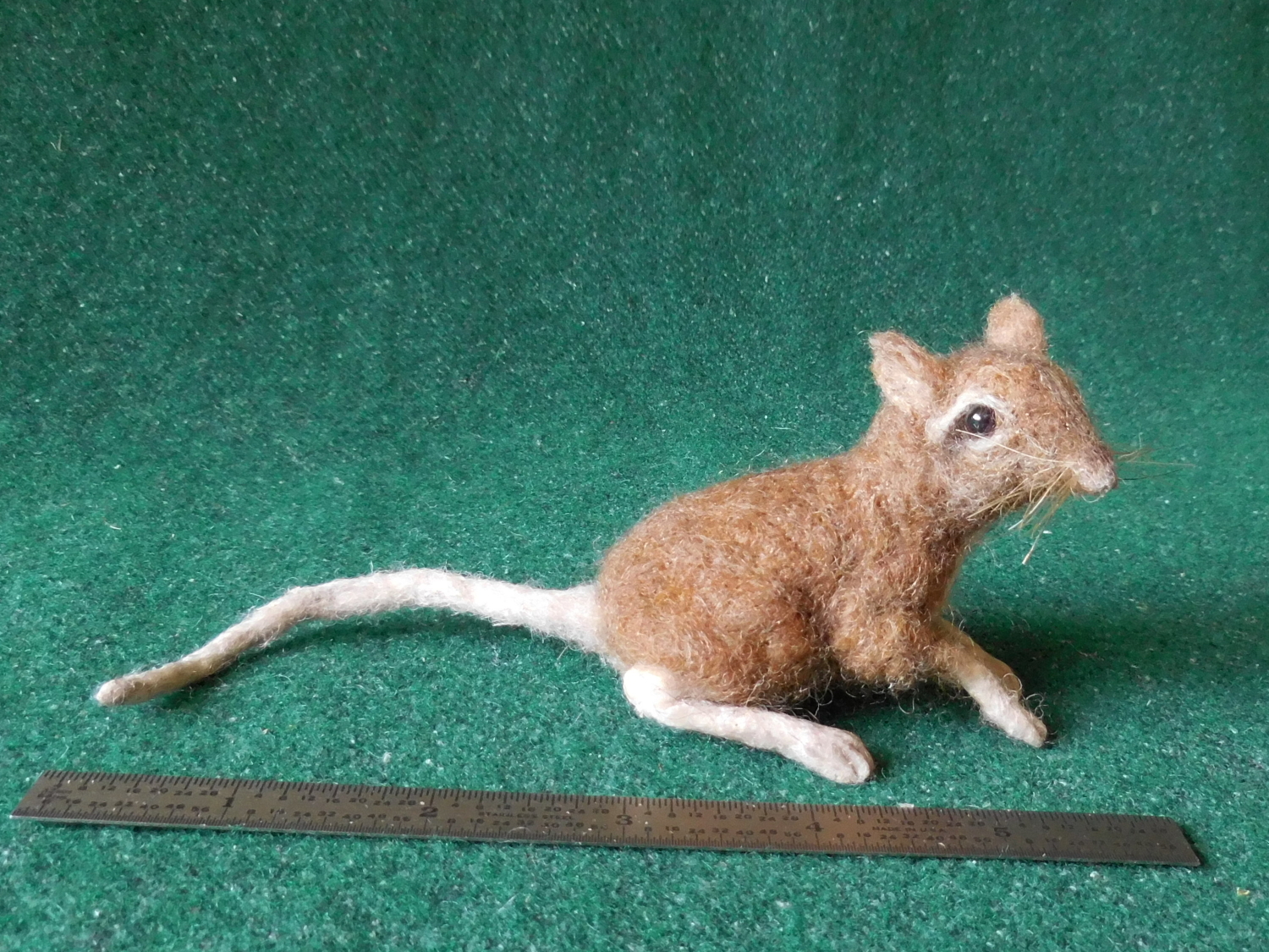 Rufous Elephant Shrew