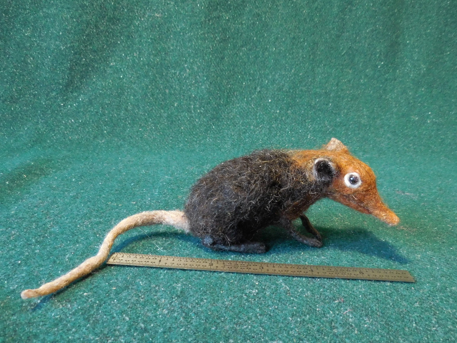Black and Rufous Elephant Shrew