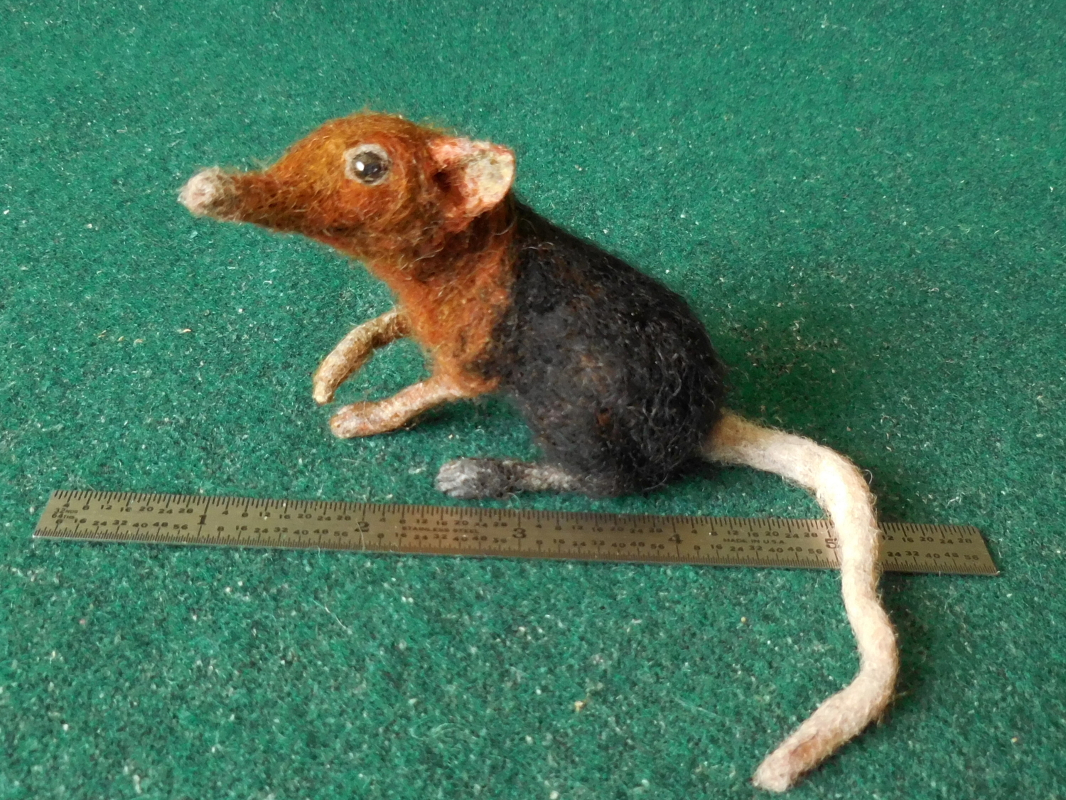 Black and Rufous Elephant Shrew 2