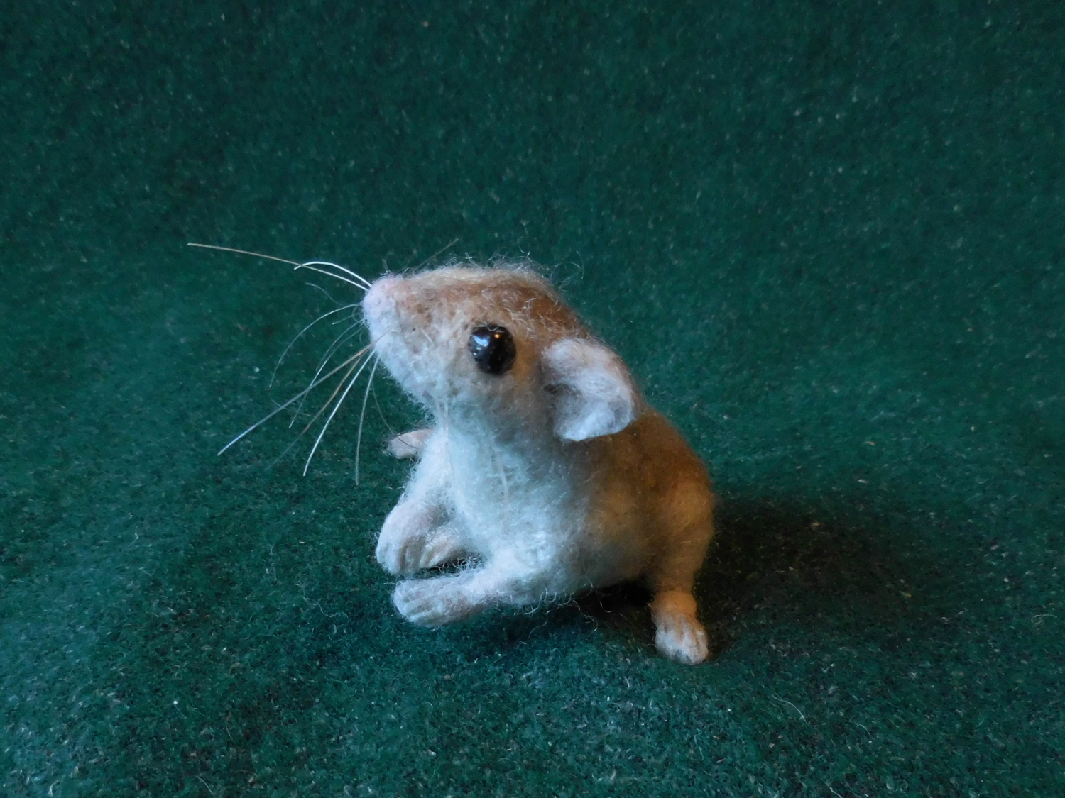 Perdido Key Beach Mouse 3