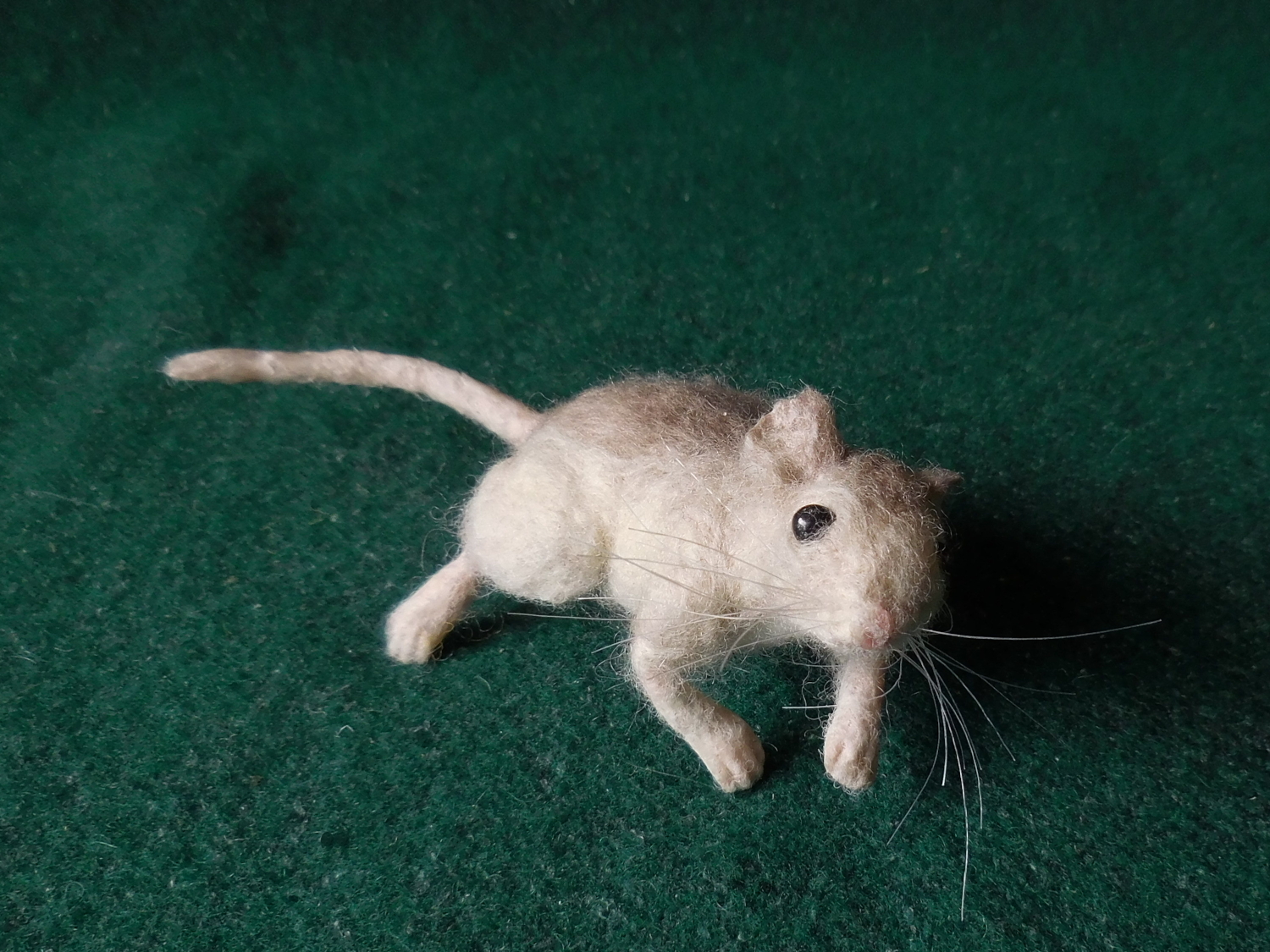 Perdido Key Beach Mouse 4