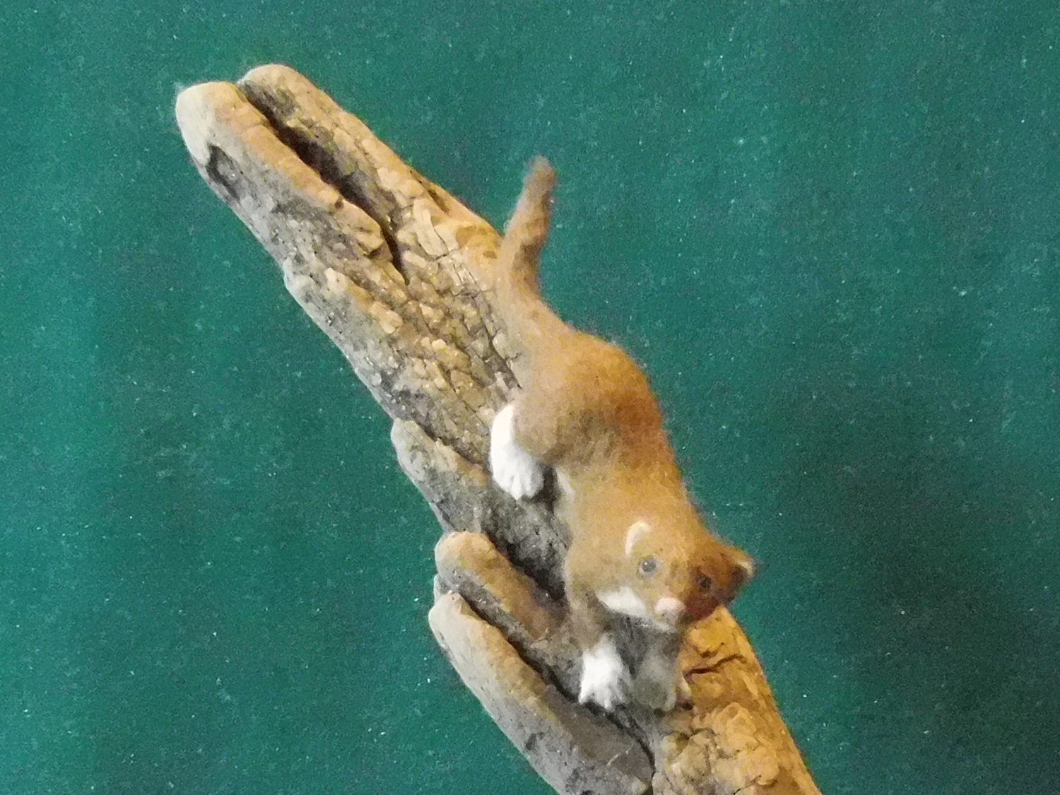 Least Weasel 4