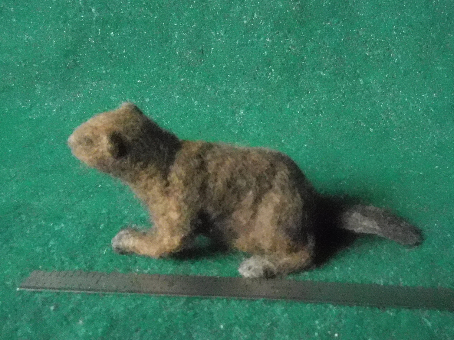 Beaver 5