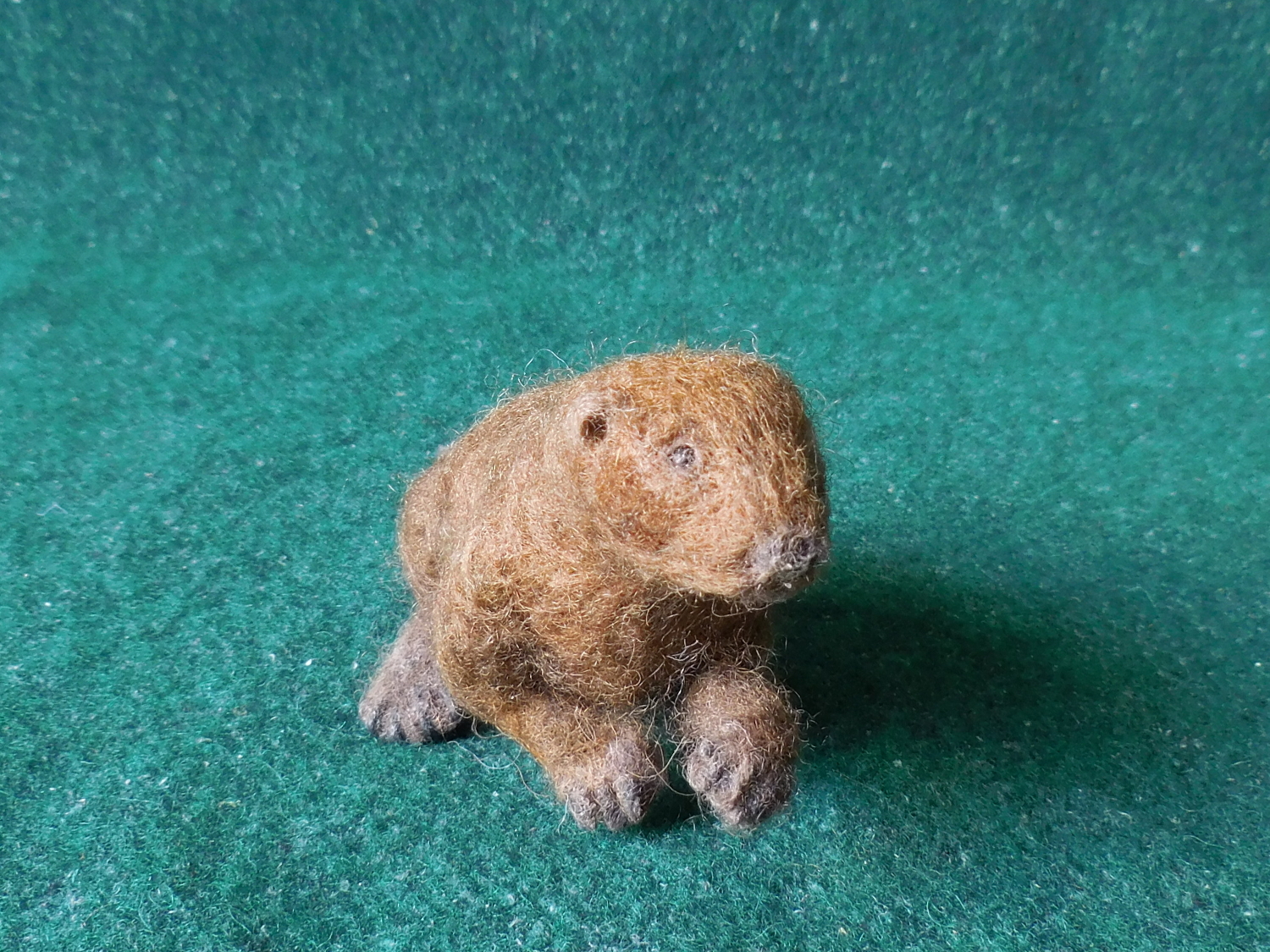 Beaver 6