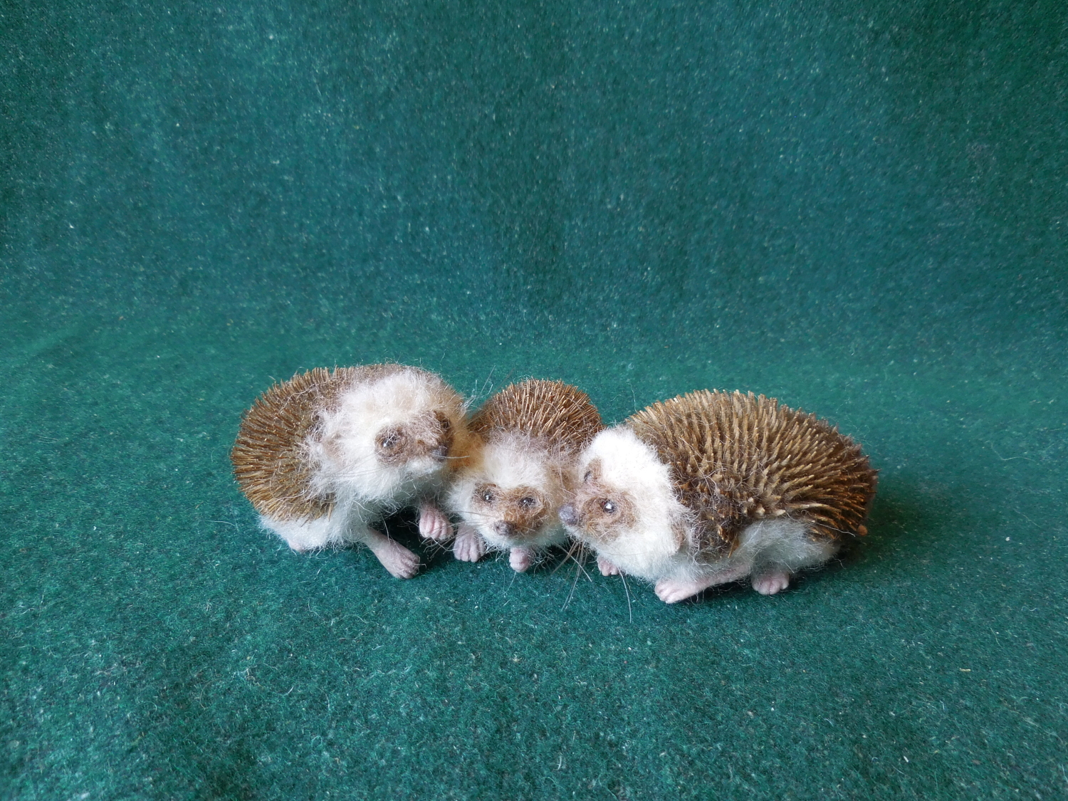 More Hedgehogs