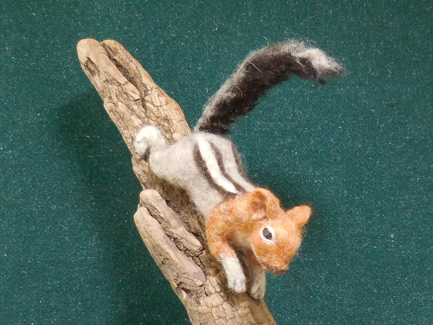 Golden-mantled Ground Squirrel 7