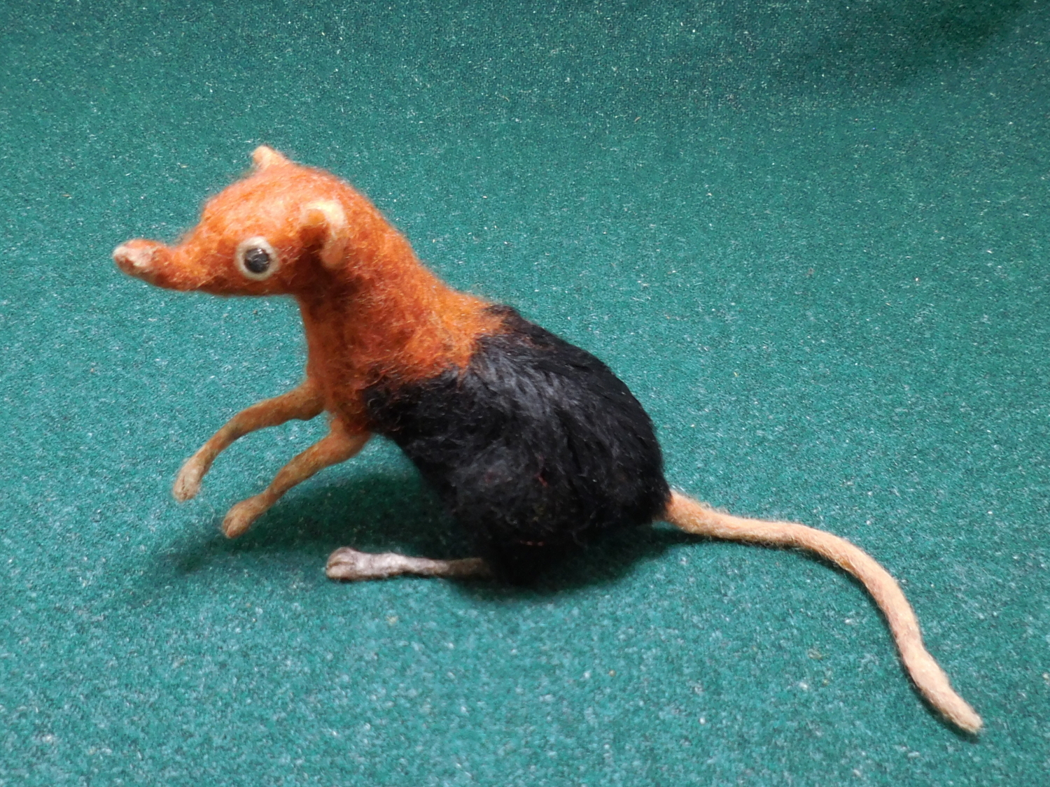 Elephant Shrew 3