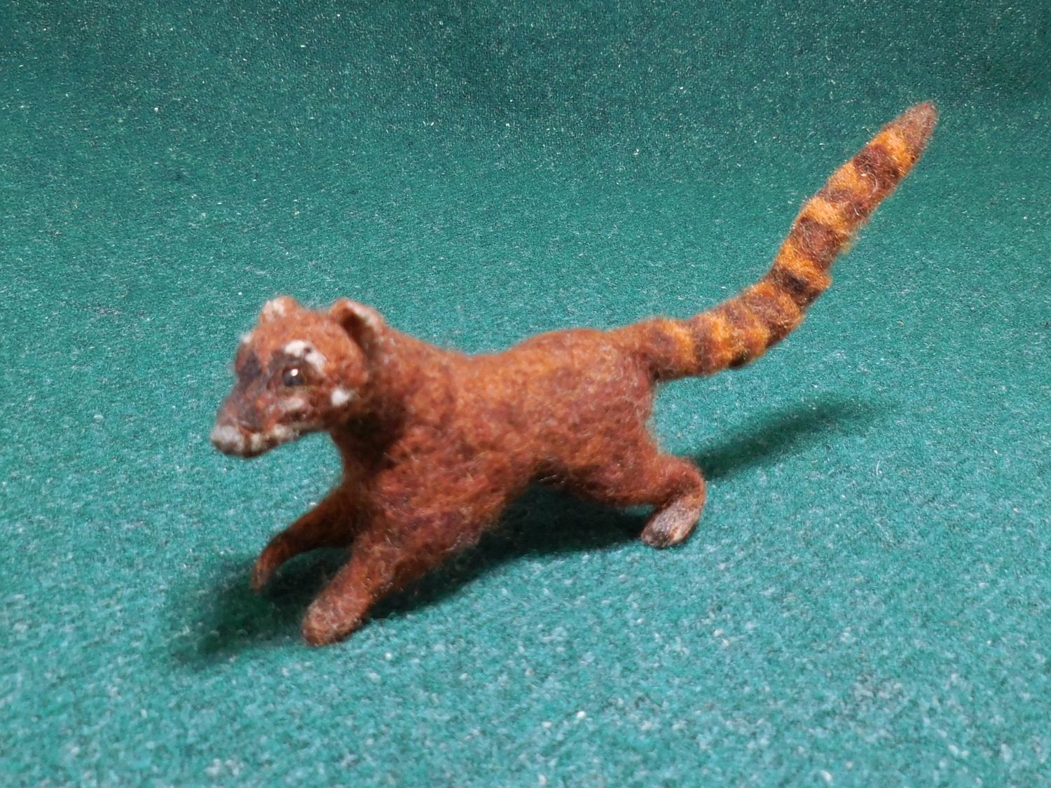 South American Coati